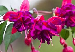 Image result for +Fucshia Couleur