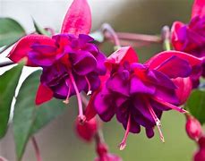 Image result for Fuchsia Colored Flowers
