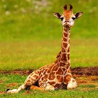 Image result for Cute Baby Giraffe