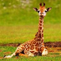 Image result for Cute Pictures of Giraffes