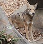 Image result for Red Wolf Hunting Prey
