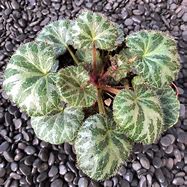 Image result for Saxifraga stolonifera Rubra