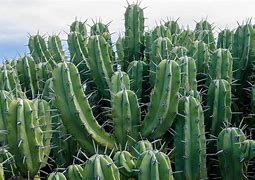 Image result for Popular Cacti