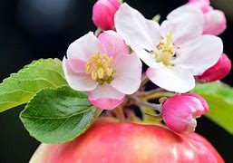 Image result for Flower of an Apple