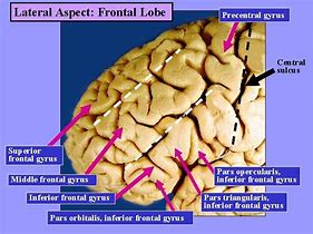 Image result for Brain Compartments