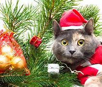 Image result for Cat Under Christmas Tree