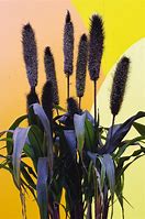 Image result for Purple Millet Amazon