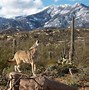 Image result for Arizona Animals