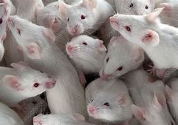 Image result for A Lot of Mice