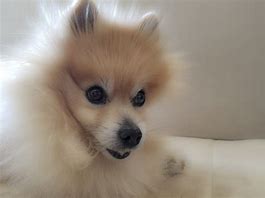 Image result for Girl Pomeranian