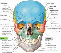 Image result for Maxilla and Mandible Anatomy