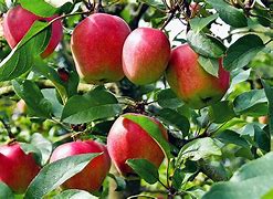 Image result for Snow Apple Tree