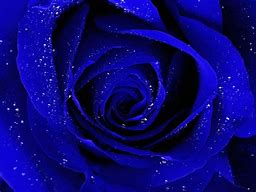 Image result for Sapphire Blue Galaxy Rose