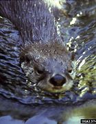 Image result for River Otter Swimming