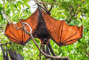 Image result for Flying Fox Bat Philippines
