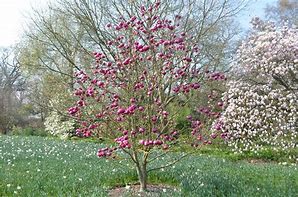 Image result for Magnolia BLACK TULIP