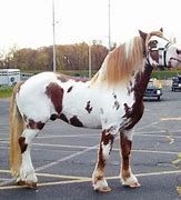 Image result for Draft Horse Breeds That Can Be Palomino