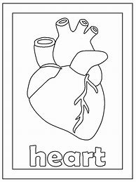 Image result for Coloring Image of Organ Heart with Function