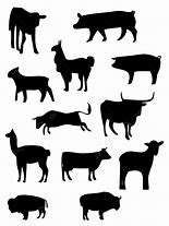 Image result for Mexican Cattle
