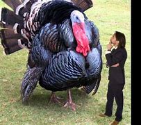 Image result for Biggest Turkey Ever Caught