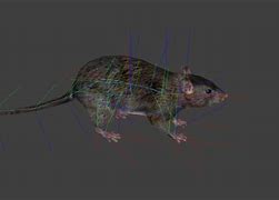 Image result for Dnd Rat Token