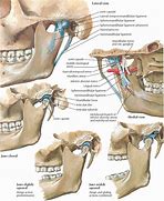 Image result for Maxilla and Mandible Anatomy