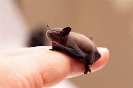 Image result for Tagged Bat