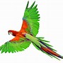 Image result for Wild Animal Flying