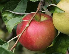 Image result for Sweet Red Apple Varieties