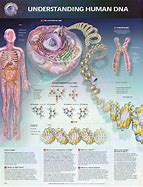 Image result for DNA Human Body