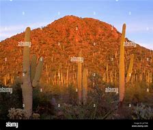 Image result for Saguaro Cactus