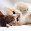 Image result for Wallpaper 4K iPhone 11 Cute
