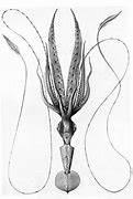 Image result for Ancient Cephalopod