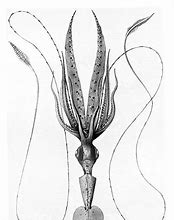 Image result for Ancient Cephalopod