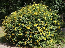 Image result for Hypericum Hidcote