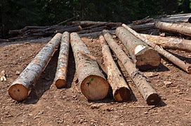 Image result for Lumber Yard Logssrceengrceen