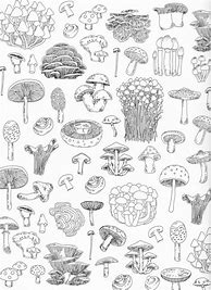Image result for Mushroom Coloring