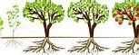 Image result for Apple Tree Life Cycle Printable