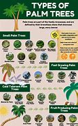 Image result for What Are the Dimensions of Palm Tree