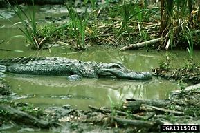 Image result for Crocodile vs Alligator Snout