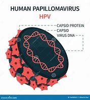 Image result for Show Papillomavirus Human