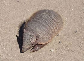Image result for Armadillo without Shell