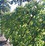 Image result for Best Trees for Espalier