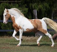 Image result for Gold Champagne Horse