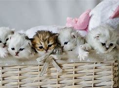 Image result for Kittens in a Basket