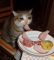Image result for Crying Cat Eating Meme