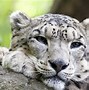 Image result for White Bengal Tiger