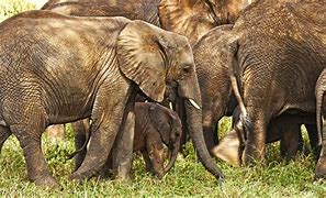Image result for SELOUS