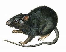 Image result for rattus rattus