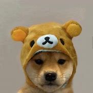 Image result for Cute Dog PFP with Hat